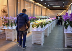 Nice overview of all their orchids. 